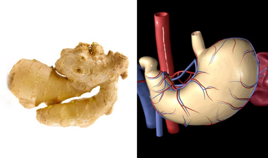 Povezanost oblika leka i organa koji leci - djumbir i zeludac