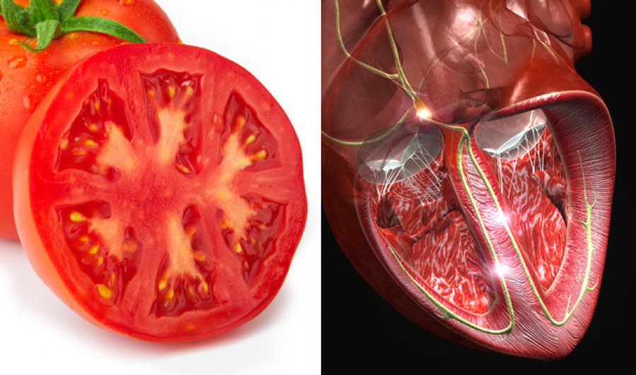 Povezanost oblika leka i organa koji leci - paradajz i srce