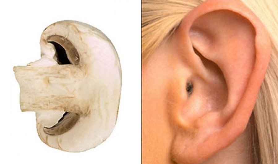 Povezanost oblika pecurke i uha cije kosti poboljsava